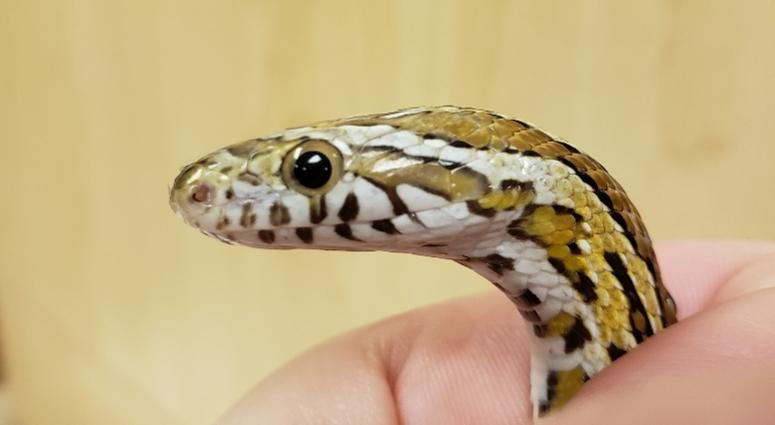 Chicago Exotics Animal Shelter