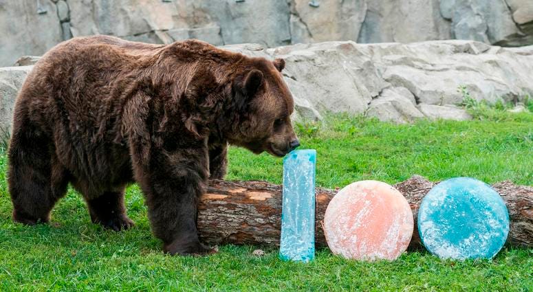Jim, one of Brookfield Zoo’s grizzly bears, is treated to orange and blue ice treats filled with oranges and blueberries in celebration of their favorite Chicago football team celebrating the start of their 100th season. Jim, one of Brookfield Zoo’s grizzly bears, is treated to orange and blue ice treats filled with oranges and blueberries in celebration of their favorite Chicago football team celebrating the start of their 100th season.