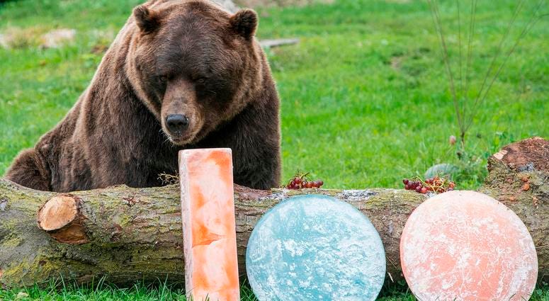 Axhi, one of Brookfield Zoo’s grizzly bears, is treated to orange and blue ice treats filled with oranges and blueberries in celebration of their favorite Chicago football team celebrating the start of their 100th season. Axhi, one of Brookfield Zoo’s grizzly bears, is treated to orange and blue ice treats filled with oranges and blueberries in celebration of their favorite Chicago football team celebrating the start of their 100th season.