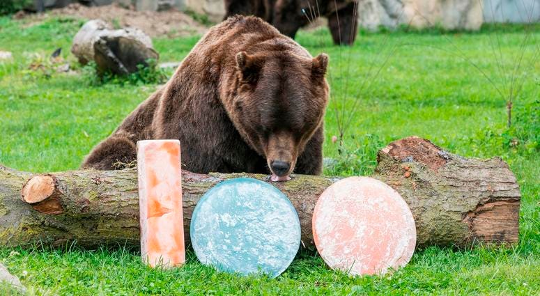 Axhi, one of Brookfield Zoo’s grizzly bears, is treated to orange and blue ice treats filled with oranges and blueberries in celebration of their favorite Chicago football team celebrating the start of their 100th season. Axhi, one of Brookfield Zoo’s grizzly bears, is treated to orange and blue ice treats filled with oranges and blueberries in celebration of their favorite Chicago football team celebrating the start of their 100th season.