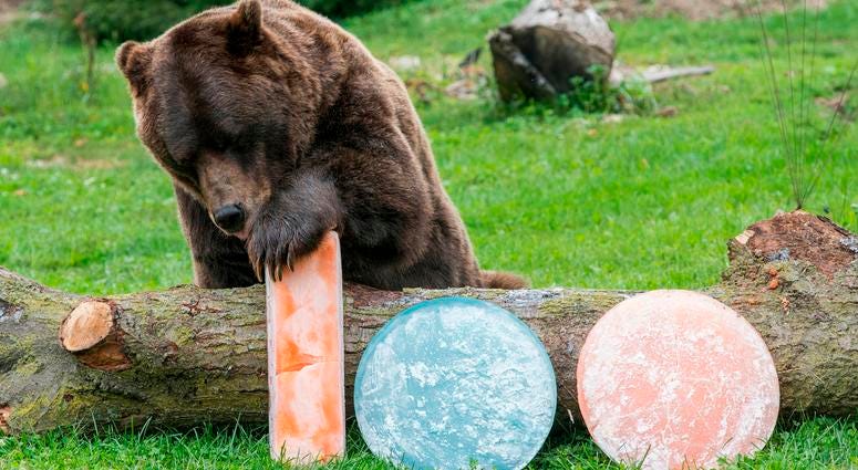 Axhi, one of Brookfield Zoo’s grizzly bears, is treated to orange and blue ice treats filled with oranges and blueberries in celebration of their favorite Chicago football team celebrating the start of their 100th season. Axhi, one of Brookfield Zoo’s grizzly bears, is treated to orange and blue ice treats filled with oranges and blueberries in celebration of their favorite Chicago football team celebrating the start of their 100th season.