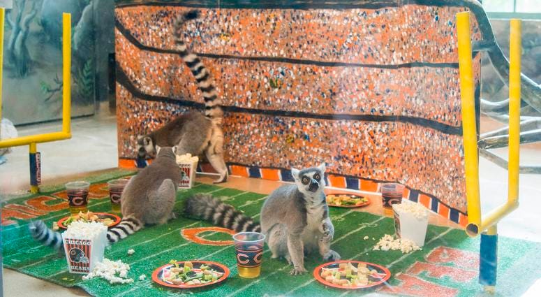 In celebration of Chicago’s football team celebrating its 100th season, Brookfield Zoo’s ring-tailed lemurs were treated to a tailgate party wishing their favorite team congratulations. In celebration of Chicago’s football team celebrating its 100th season, Brookfield Zoo’s ring-tailed lemurs were treated to a tailgate party wishing their favorite team congratulations.