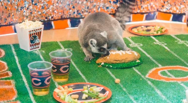 In celebration of Chicago’s football team celebrating its 100th season, Brookfield Zoo’s ring-tailed lemurs were treated to a tailgate party wishing their favorite team congratulations. In celebration of Chicago’s football team celebrating its 100th season, Brookfield Zoo’s ring-tailed lemurs were treated to a tailgate party wishing their favorite team congratulations.