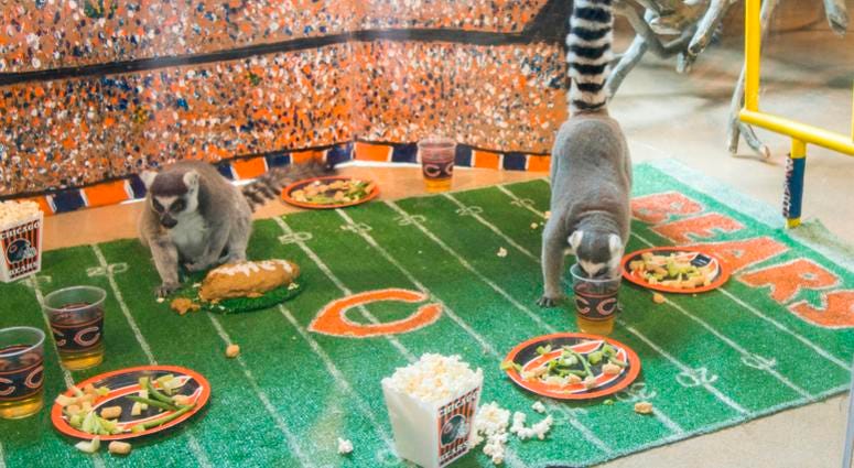 In celebration of Chicago’s football team celebrating its 100th season, Brookfield Zoo’s ring-tailed lemurs were treated to a tailgate party wishing their favorite team congratulations. In celebration of Chicago’s football team celebrating its 100th season, Brookfield Zoo’s ring-tailed lemurs were treated to a tailgate party wishing their favorite team congratulations.