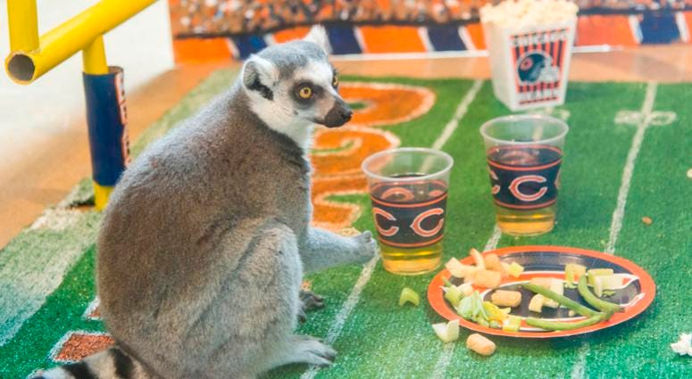 In celebration of Chicago’s football team celebrating its 100th season, Brookfield Zoo’s ring-tailed lemurs were treated to a tailgate party wishing their favorite team congratulations. In celebration of Chicago’s football team celebrating its 100th season, Brookfield Zoo’s ring-tailed lemurs were treated to a tailgate party wishing their favorite team congratulations.