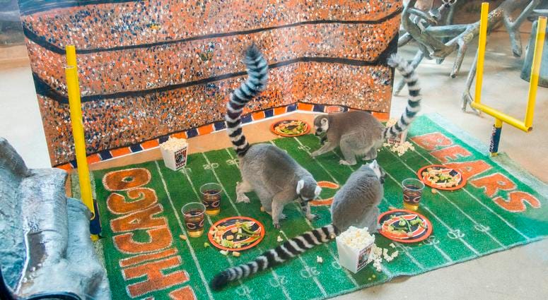 In celebration of Chicago’s football team celebrating its 100th season, Brookfield Zoo’s ring-tailed lemurs were treated to a tailgate party wishing their favorite team congratulations. In celebration of Chicago’s football team celebrating its 100th season, Brookfield Zoo’s ring-tailed lemurs were treated to a tailgate party wishing their favorite team congratulations.