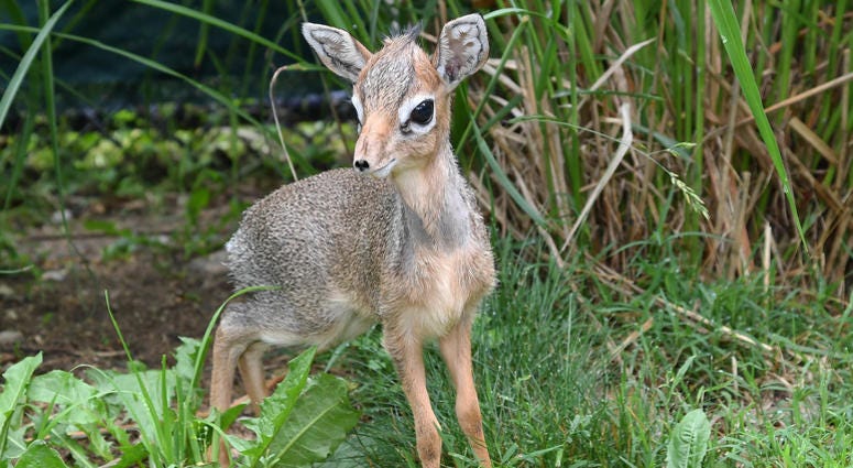 A Kirk’s dik-dik, one of the smallest antelope species in the world, was born at Brookfield Zoo. The male calf weighed about 1.5 pounds at birth.