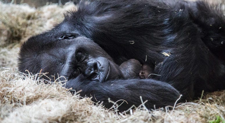 Lincoln Park Zoo’s western lowland gorilla troop welcomed another new face June 12 at Regenstein Center for African Apes! Bana, 24, gave birth to a healthy infant, exactly one month after the arrival of a male infant, born to female Rollie, May 12. Lincoln Park Zoo’s western lowland gorilla troop welcomed another new face June 12 at Regenstein Center for African Apes! Bana, 24, gave birth to a healthy infant, exactly one month after the arrival of a male infant, born to female Rollie, May 12.