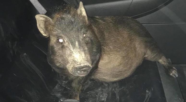 Man walking home from train station followed by pig