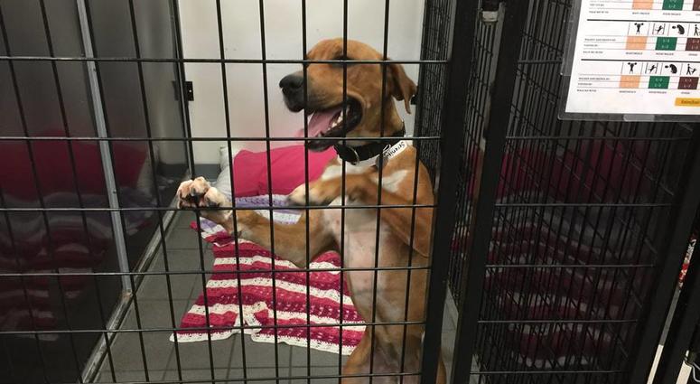 PAWS Chicago Hurricane Michael rescue