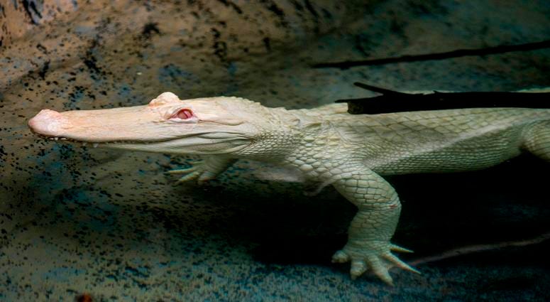 Snowflake, a 7-foot-long albino American alligator, will reside at Brookfield Zoo’s Swamp habitat through September. Albino alligators are extremely rare--only about 100 exist in the world. Snowflake, a 7-foot-long albino American alligator, will reside at Brookfield Zoo’s Swamp habitat through September. Albino alligators are extremely rare--only about 100 exist in the world.