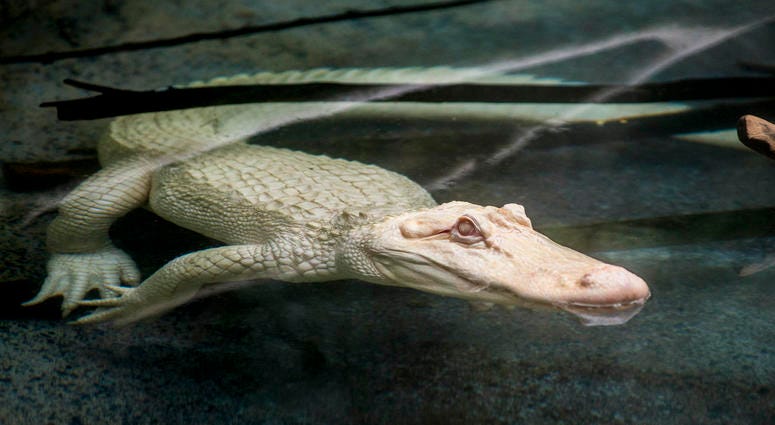 Snowflake, a 7-foot-long albino American alligator, will reside at Brookfield Zoo’s Swamp habitat through September. Albino alligators are extremely rare--only about 100 exist in the world. Snowflake, a 7-foot-long albino American alligator, will reside at Brookfield Zoo’s Swamp habitat through September. Albino alligators are extremely rare--only about 100 exist in the world.