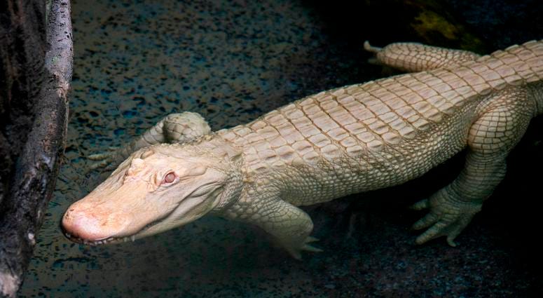 Snowflake, a 7-foot-long albino American alligator, will reside at Brookfield Zoo’s Swamp habitat through September. Albino alligators are extremely rare--only about 100 exist in the world. Snowflake, a 7-foot-long albino American alligator, will reside at Brookfield Zoo’s Swamp habitat through September. Albino alligators are extremely rare--only about 100 exist in the world.