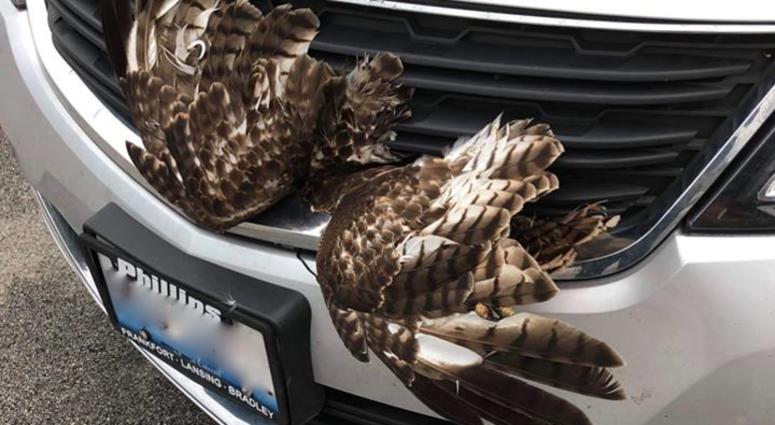 Flint Creek Wildlife Rehabilitation/Facebook Hawk stuck in car grill