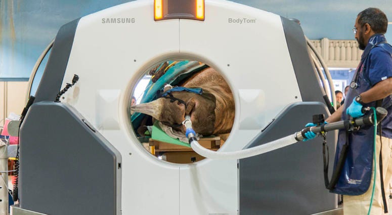 Dr. Sathya Chinnadurai, senior staff veterinarian for the Chicago Zoological Society, monitors Layla a 7½-year-old eastern black rhinoceros, as she receives a CT scan inside Brookfield Zoo’s Pachyderm House.