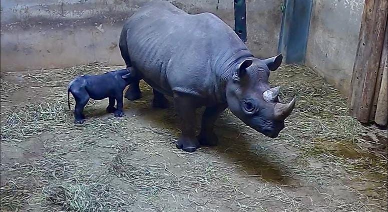 Lincoln Park Zoo announces birth of black rhinoceros Lincoln Park Zoo announces birth of black rhinoceros