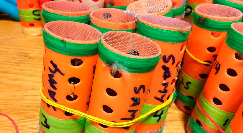70 live finches hidden inside hair rollers found Saturday, Dec. 8, 2018, at New York’s John F. Kennedy International Airport
