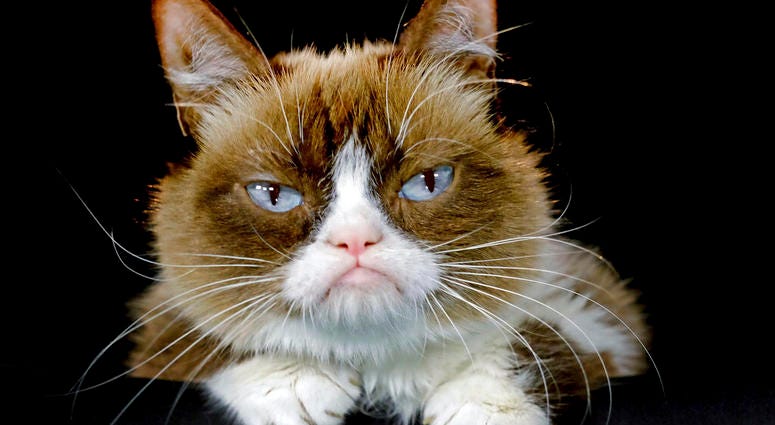 Grumpy Cat Grumpy Cat