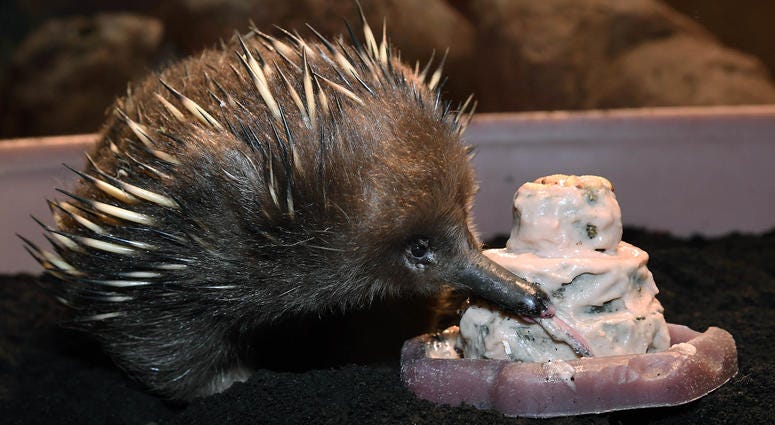 Adelaide, Brookfield Zoos oldest animal, turns 50 Adelaide, Brookfield Zoos oldest animal, turns 50