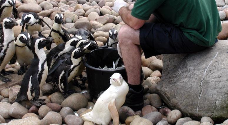 Albino Penguin, Snowdrop Albino Penguin, Snowdrop
