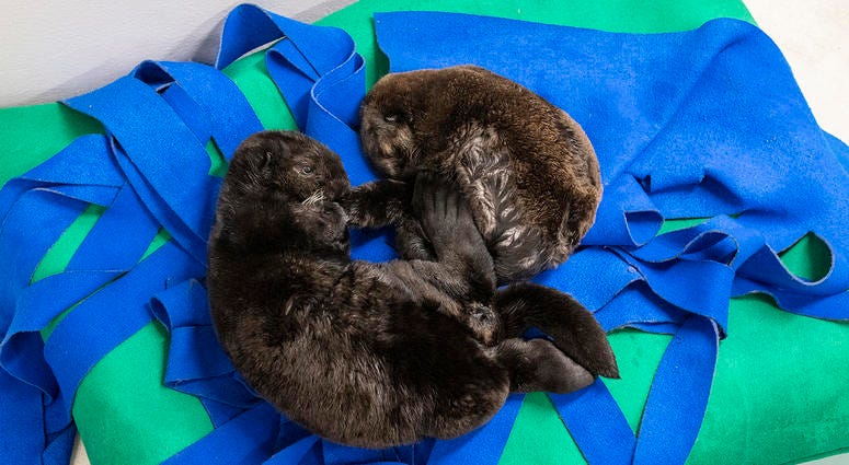 Two orphaned southern sea otter pups enjoy nap time at the Shedd Aquarium Two orphaned southern sea otter pups enjoy nap time at the Shedd Aquarium