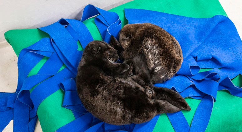 Two orphaned southern sea otter pups enjoy nap time at the Shedd Aquarium Two orphaned southern sea otter pups enjoy nap time at the Shedd Aquarium