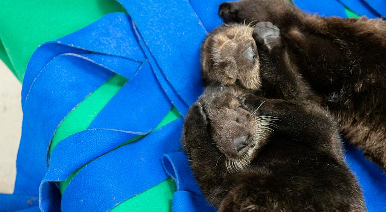 Two orphaned southern sea otter pups enjoy nap time at the Shedd Aquarium Two orphaned southern sea otter pups enjoy nap time at the Shedd Aquarium