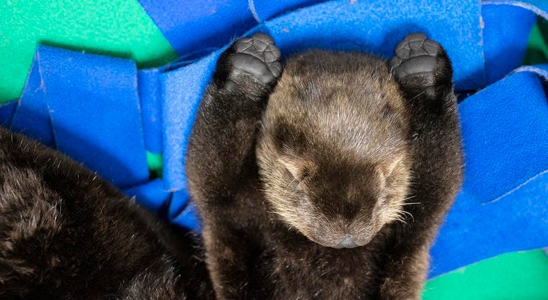 Two orphaned southern sea otter pups enjoy nap time at the Shedd Aquarium Two orphaned southern sea otter pups enjoy nap time at the Shedd Aquarium