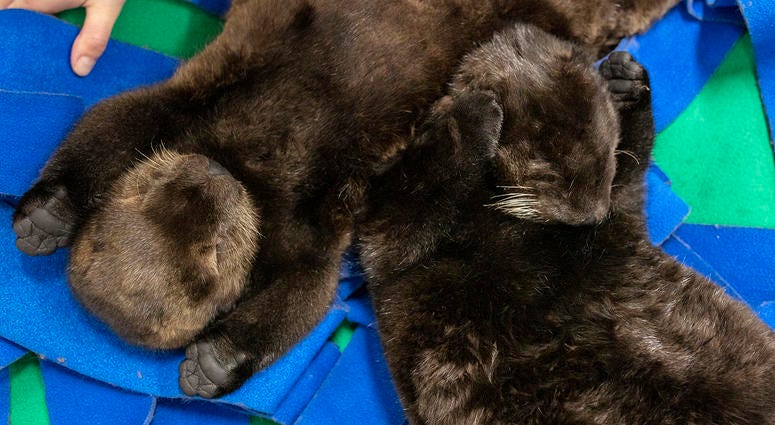 Two orphaned southern sea otter pups enjoy nap time at the Shedd Aquarium Two orphaned southern sea otter pups enjoy nap time at the Shedd Aquarium