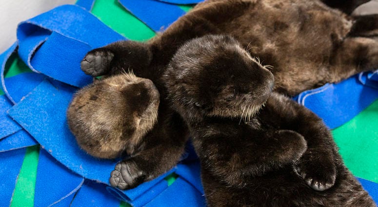 Two orphaned southern sea otter pups enjoy nap time at the Shedd Aquarium Two orphaned southern sea otter pups enjoy nap time at the Shedd Aquarium