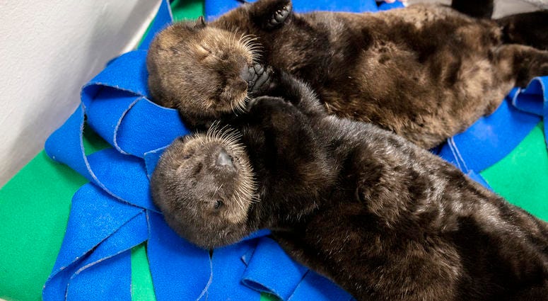 Two orphaned southern sea otter pups enjoy nap time at the Shedd Aquarium Two orphaned southern sea otter pups enjoy nap time at the Shedd Aquarium