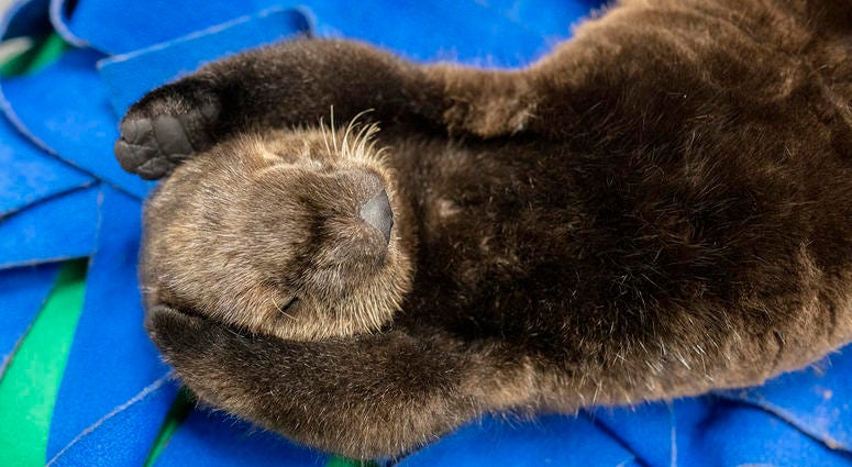 Two orphaned southern sea otter pups enjoy nap time at the Shedd Aquarium Two orphaned southern sea otter pups enjoy nap time at the Shedd Aquarium