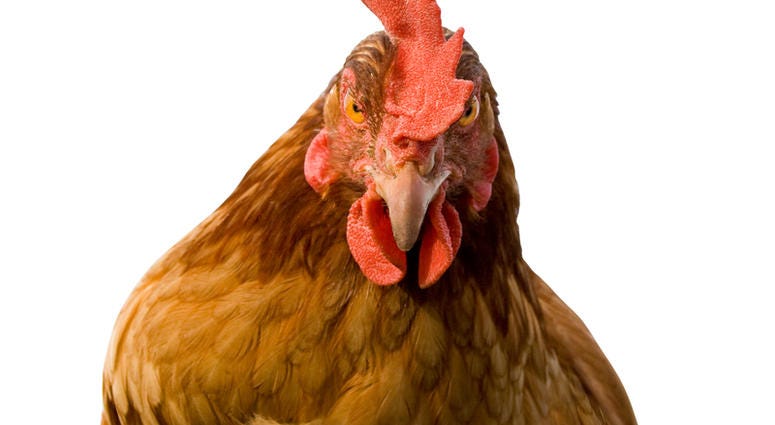 Chicken Chicken