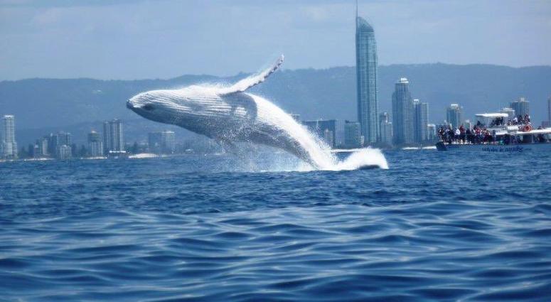 Albino Humpback Whale, Migaloo Albino Humpback Whale, Migaloo