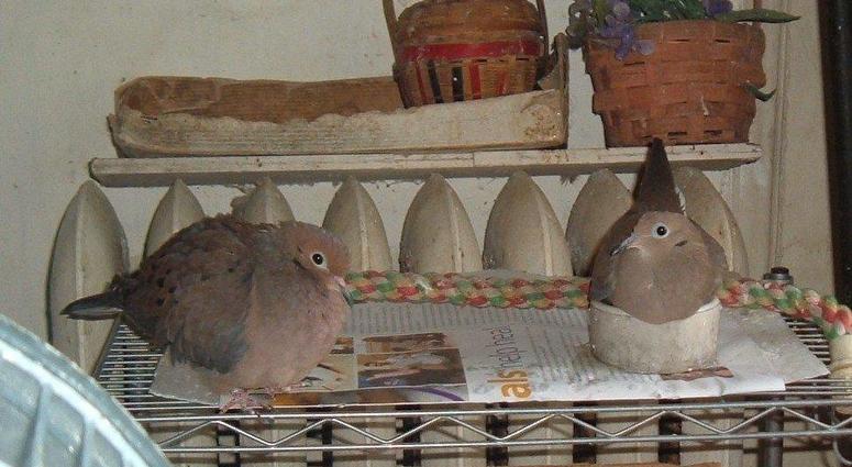 Bobo and wife, Surprise