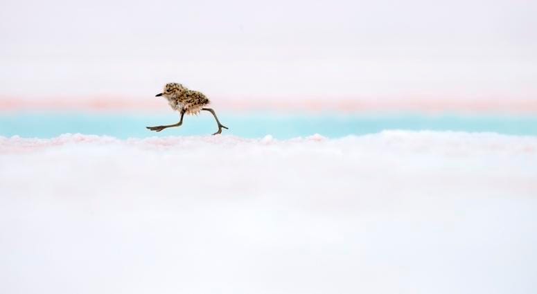 A two-banded plover chick runs after its parents in Valdes Peninsula, Patagonia, Argentina. These downy little chicks leave their nests almost immediately after hatching, using their stilt-like legs to keep up with their parents and evade predators. A two-banded plover chick runs after its parents in Valdes Peninsula, Patagonia, Argentina. These downy little chicks leave their nests almost immediately after hatching, using their stilt-like legs to keep up with their parents and evade predators.
