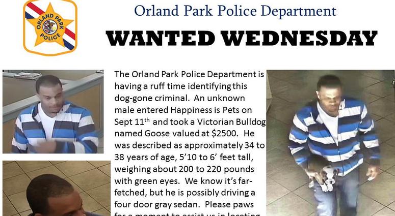 A male entered Happiness is Pets on Sept. 11 and took a Victorian Bulldog named Goose valued at $2500.
