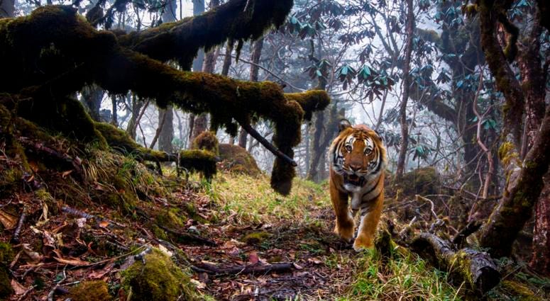 To capture this shot, photographer Emmanuel Rondeau set up eight triggered cameras in the Trongsa District of the Kingdom of Bhutan. To capture this shot, photographer Emmanuel Rondeau set up eight triggered cameras in the Trongsa District of the Kingdom of Bhutan.