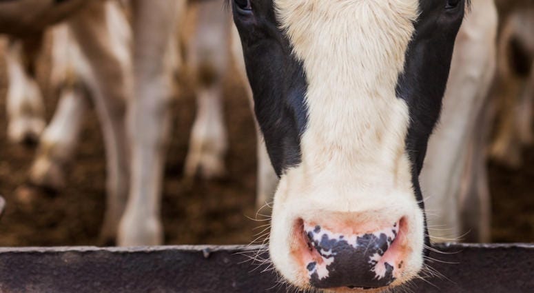Cow Cow