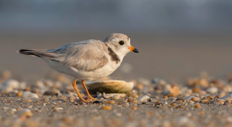 Plover Plover