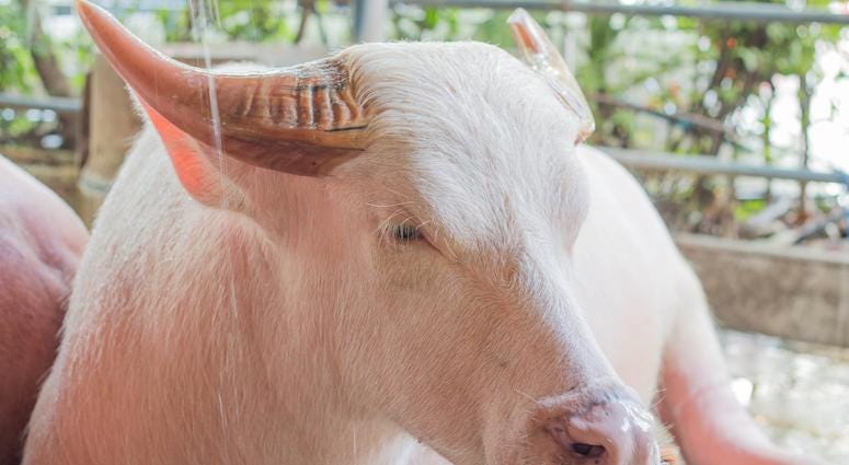 Albino Buffalo Albino Buffalo