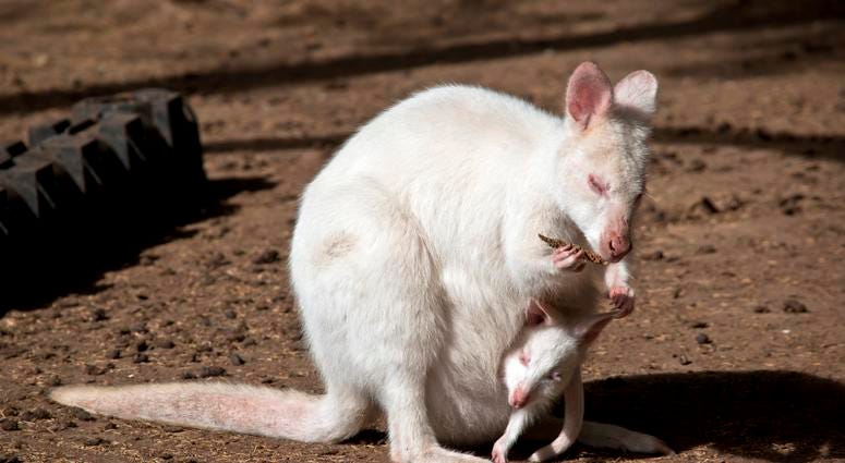 Albino Wallaby Albino Wallaby
