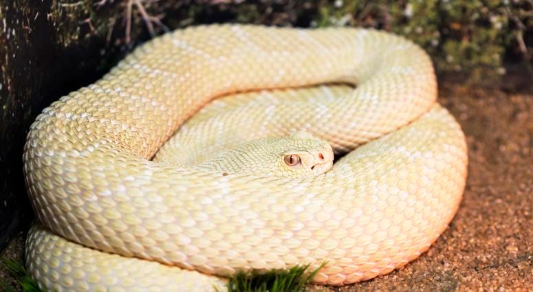 Albino Snake Albino Snake