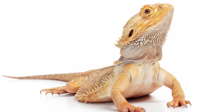 bearded dragon bearded dragon