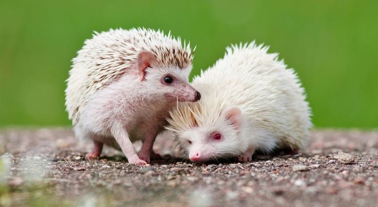 Albino Hedgehog Albino Hedgehog