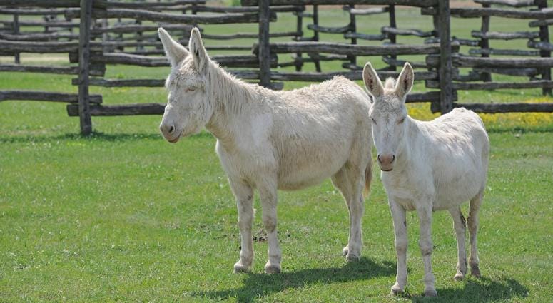 Albino Donkey Albino Donkey
