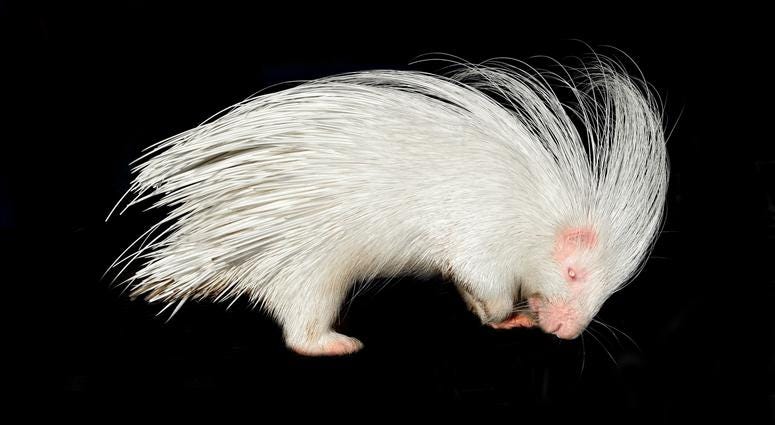 Albino Porcupine Albino Porcupine