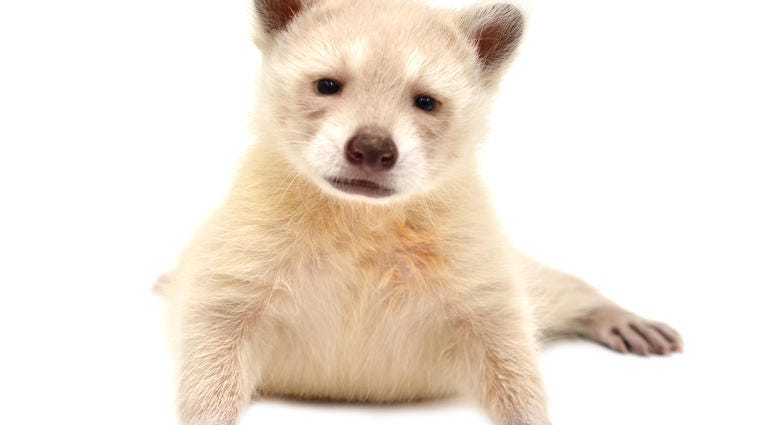 Albino Raccoon Albino Raccoon