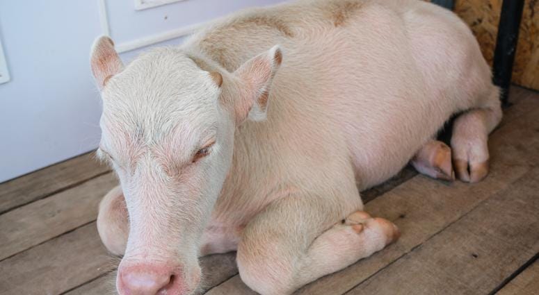 Albino Buffalo Albino Buffalo