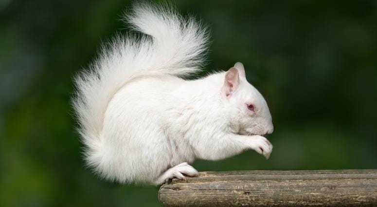 Albino Squirrel Albino Squirrel